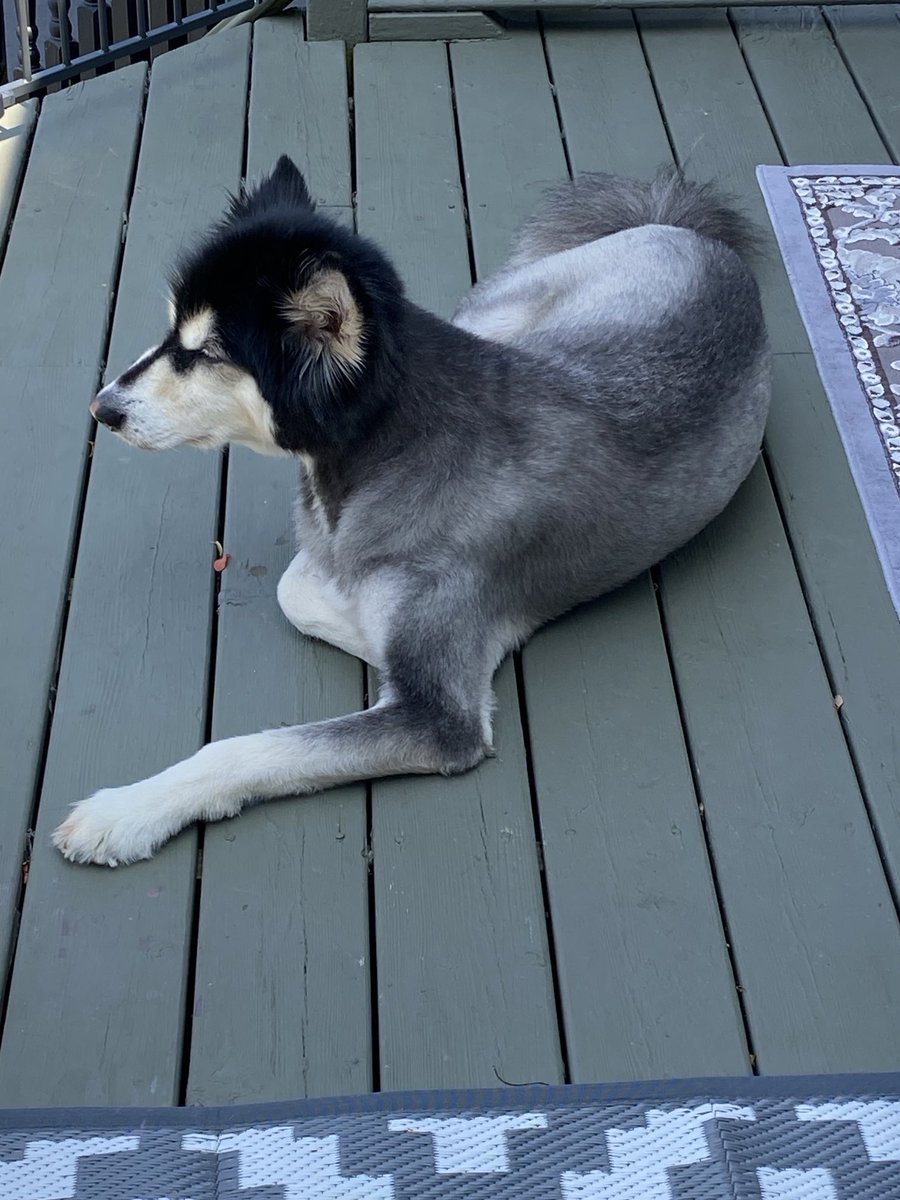 Binx. Just chilling on the deck with his Pop.