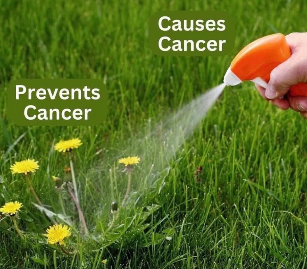 Insecticide and pesticides can reduce effectiveness of dandelion.
What you think?