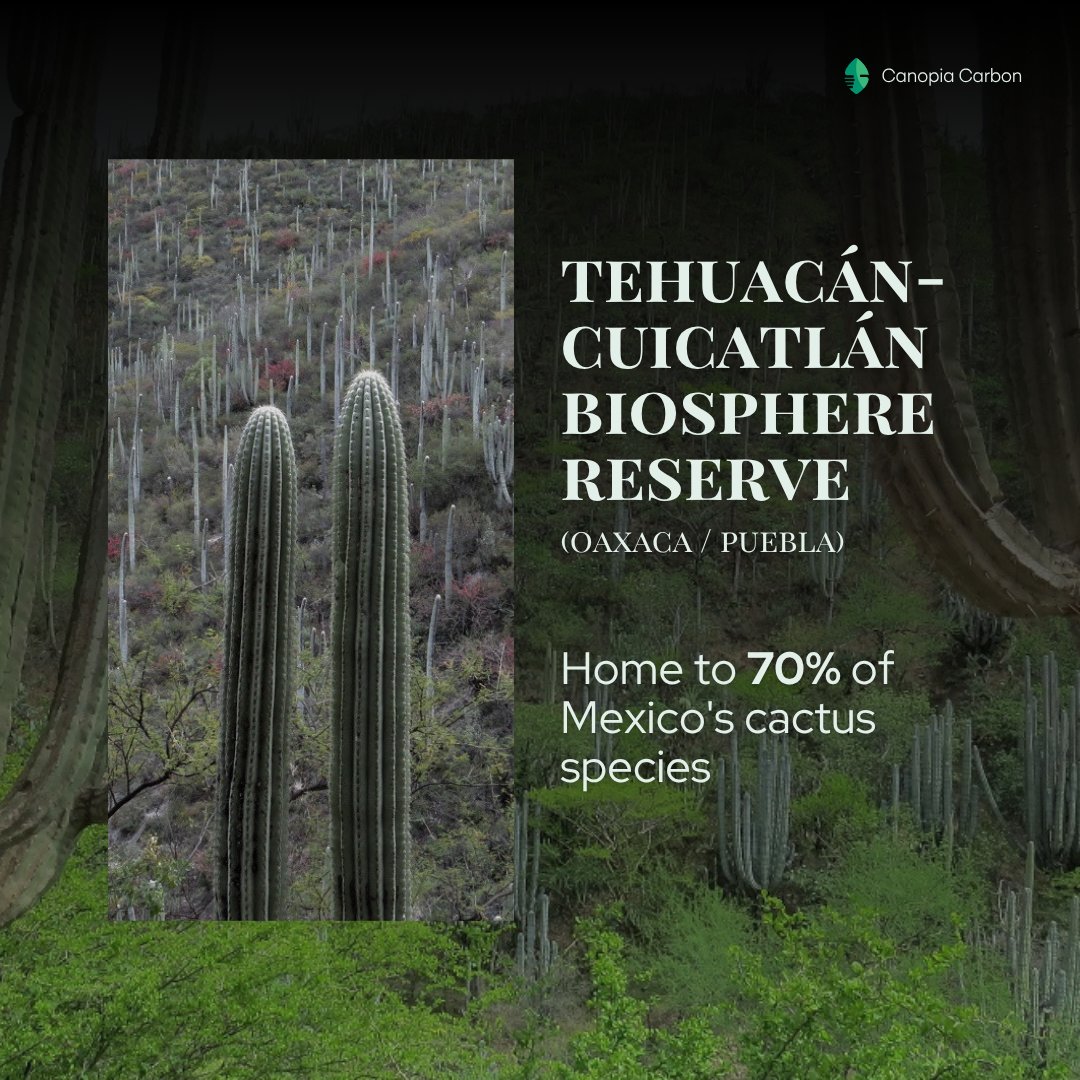 canopiacarbon's tweet photo. 🌿 Tehuacán-Cuicatlán Reserve, Mexico:

✅ 12% of Mexico’s endemic species
✅ Ancient giant cacti
✅ 9,000 years of history
✅ Indigenous-led conservation

#WorldHeritage #Nature #Sustainability https://t.co/8VHHYwvieS
