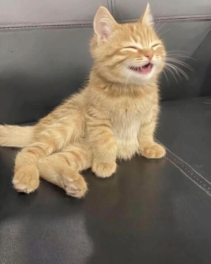 Satur209's tweet photo. Cat smiles                            eyes smiles https://t.co/mqaWrujWyA