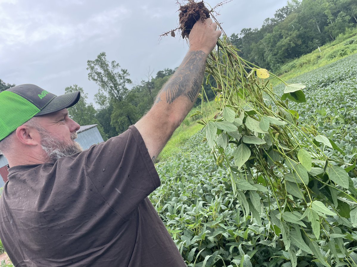 Russell Hedrick, an AgVenture grower and previous NC state yield record setter, working on upping his county average. These AgVenture brand AV49A1E soybeans on rugged red clay are absolutely LOADED. 
#TrulyLocal #Grow25 #Enlist