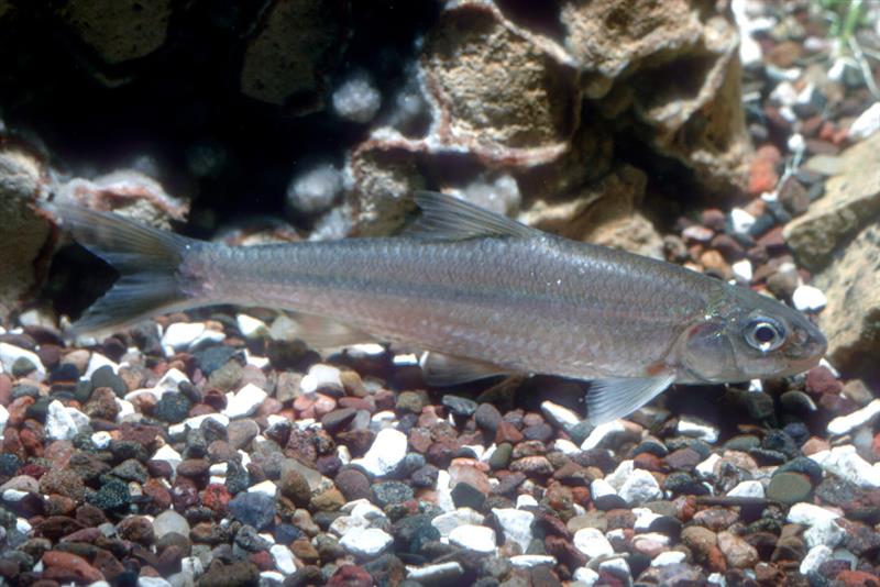 The silver chub faces many threats such as invasive species, habitat removal, and climate change.

The final recovery strategy and action plan for the silver chub (Great Lakes – Upper St. Lawrence Populations) has been posted. Learn more: ow.ly/50SQ50WCTc1
