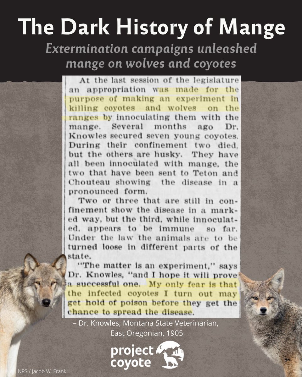 Did you know humans intentionally introduced #mange to #wolves and #coyotes in #Texas (1890s) &amp; #Montana (early 1900s) to wipe them out? The disease persists today—and so do harmful practices. Avoid rodenticides, support wild carnivores, and choose coexistence.

📷: Karin Saucedo