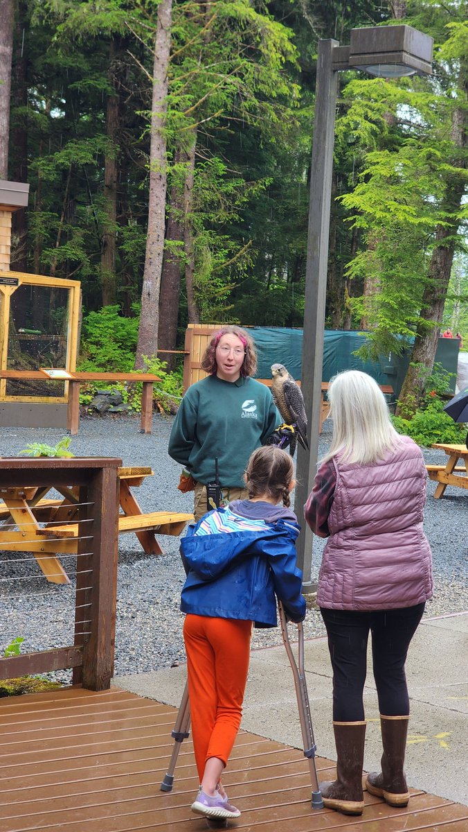 Alaska Raptor Center tweet media