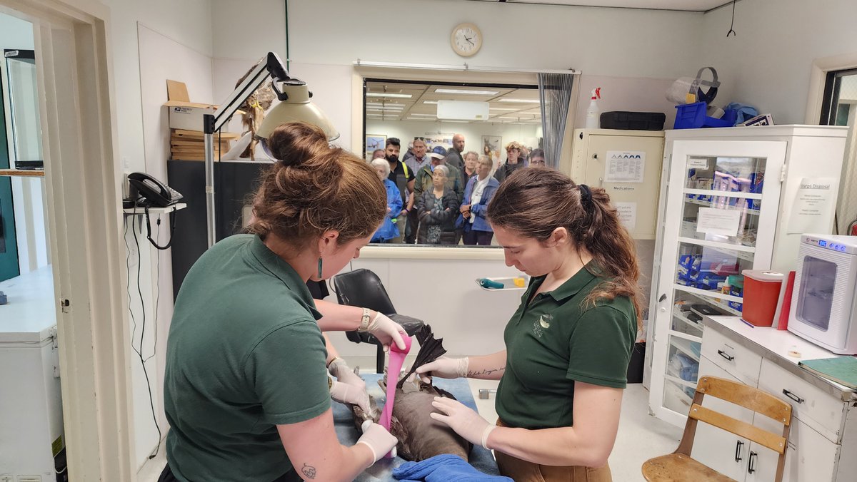 Alaska Raptor Center tweet media