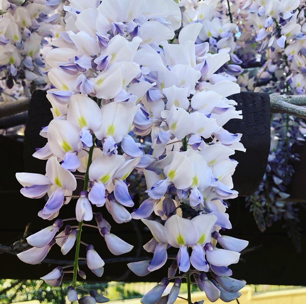 AshleyJo tweet media