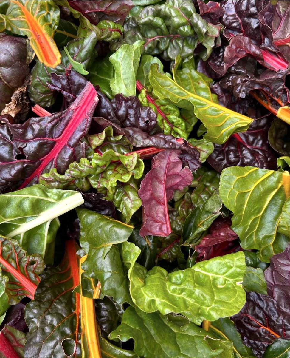 irish_writing's tweet photo. We’re at the height of summer leaf season; these beauties are from @AirfieldEstate where will hold our annual Sponsors Lunch later this week @OverendsKitchen❤️ Really looking forward to seeing everyone! #IFWA25 #thisisirishfood #foodwriting
@gatheredireland https://t.co/yxyzi3PgY6