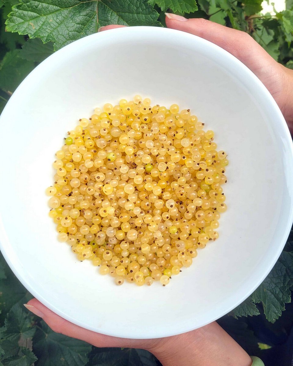 RusticWise's tweet photo. Mini white currant harvest. 😋 Have you ever tried white currants? They're sweet & we actually prefer them over red currants (but hey, we've never met a currant we didn't like!)
#currants #currant #currantplant #harvest #inmygarden #growyourown #slowliving #gardening #gardeningX https://t.co/zBCLEM3p1j