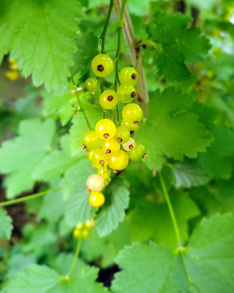 RusticWise's tweet photo. Mini white currant harvest. 😋 Have you ever tried white currants? They're sweet & we actually prefer them over red currants (but hey, we've never met a currant we didn't like!)
#currants #currant #currantplant #harvest #inmygarden #growyourown #slowliving #gardening #gardeningX https://t.co/zBCLEM3p1j
