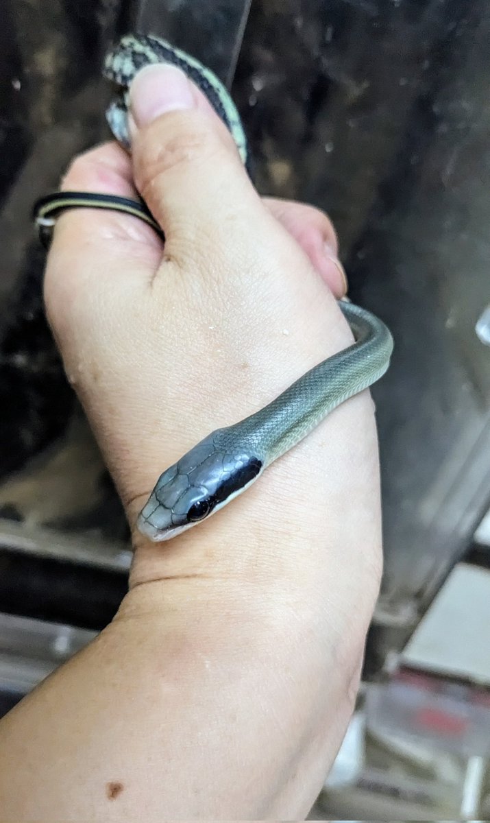 treemate01's tweet image. 何匹かは出てきました
出揃うにはまだかかりそうですが。
モノトーン調から黄色帯と、タイプは様々ですがやはりモノトーン系が人気ありますねブルービューティーって感じですから。