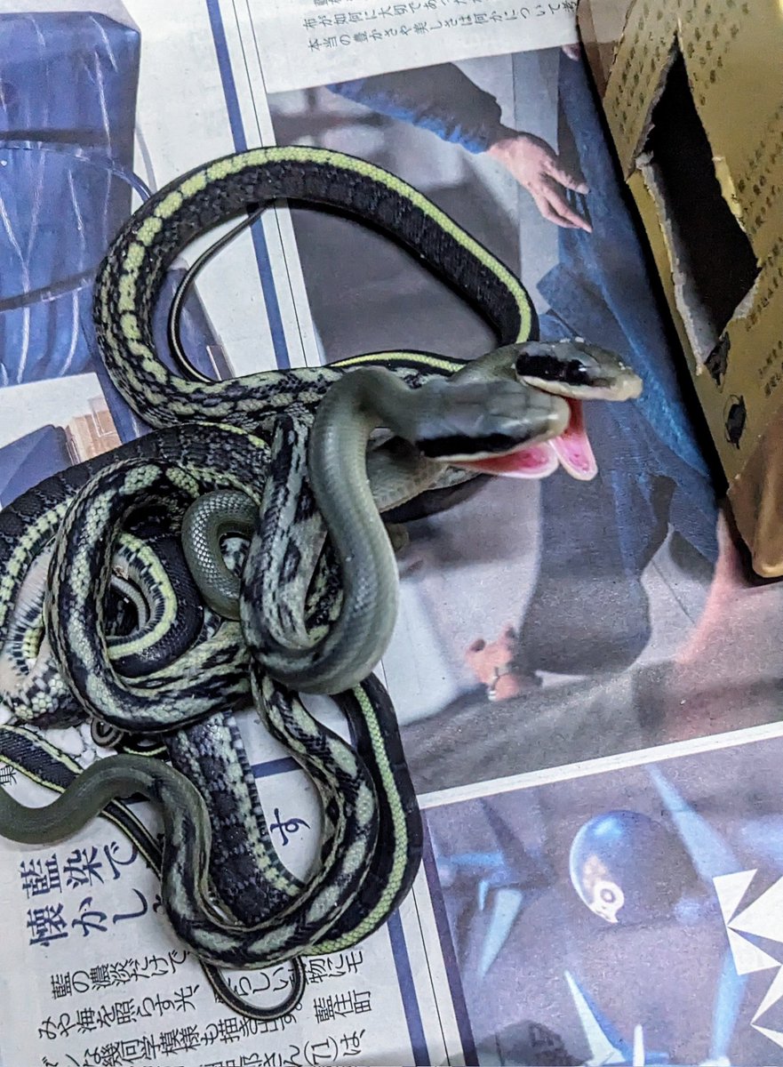 treemate01's tweet image. 何匹かは出てきました
出揃うにはまだかかりそうですが。
モノトーン調から黄色帯と、タイプは様々ですがやはりモノトーン系が人気ありますねブルービューティーって感じですから。