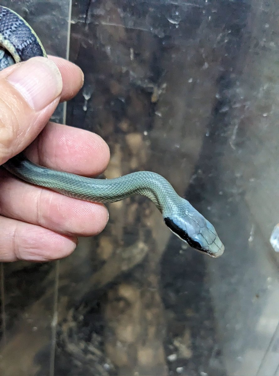 treemate01's tweet image. 何匹かは出てきました
出揃うにはまだかかりそうですが。
モノトーン調から黄色帯と、タイプは様々ですがやはりモノトーン系が人気ありますねブルービューティーって感じですから。