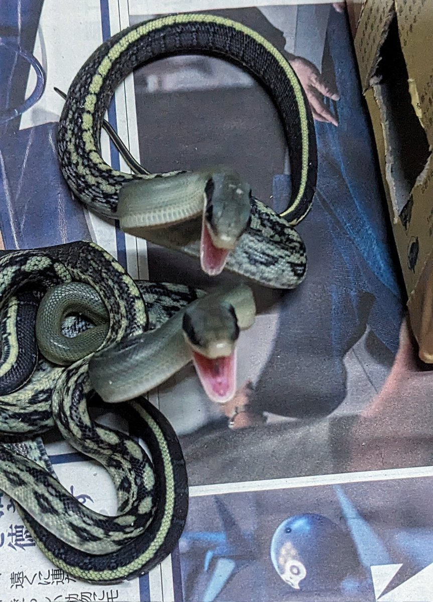 treemate01's tweet image. 何匹かは出てきました
出揃うにはまだかかりそうですが。
モノトーン調から黄色帯と、タイプは様々ですがやはりモノトーン系が人気ありますねブルービューティーって感じですから。