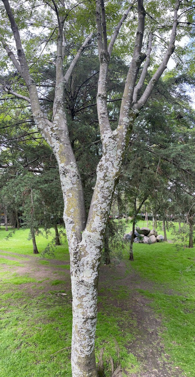 Coordinación Universitaria para la Sustentabilidad (@cousunam) on Twitter photo En <a href="/PMovimiento/">Primer Movimiento</a> dijimos que los líquenes son bioindicadores de condiciones ambientales. Cuando hay contaminantes algunas especies mueren y otras los atrapan en sus tejidos. Al estudiarlos se sabe qué compuestos tóxicos hay en la atmósfera. Imágenes: líquenes de árboles de CU. En <a href="/PMovimiento/">Primer Movimiento</a> dijimos que los líquenes son bioindicadores de condiciones ambientales. Cuando hay contaminantes algunas especies mueren y otras los atrapan en sus tejidos. Al estudiarlos se sabe qué compuestos tóxicos hay en la atmósfera. Imágenes: líquenes de árboles de CU.