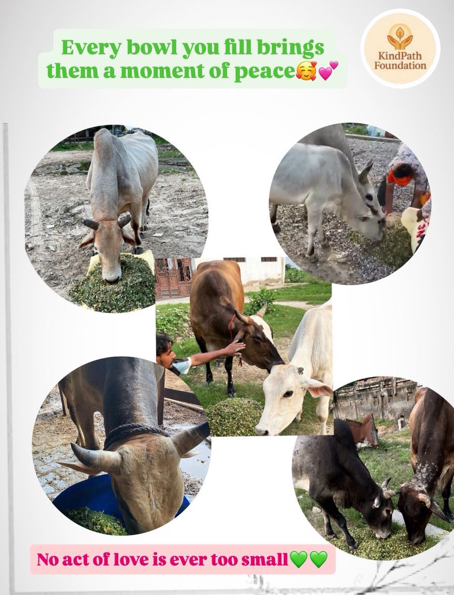 Kindpathngo's tweet photo. Every meal you share is a silent prayer answered 🙏💚

💟Link in bio to support!

#KindnessInAction #KindPathFoundation #FeedingSeva #ServeWithLove #StreetAnimalsMatter https://t.co/mqMtZ8fE4E