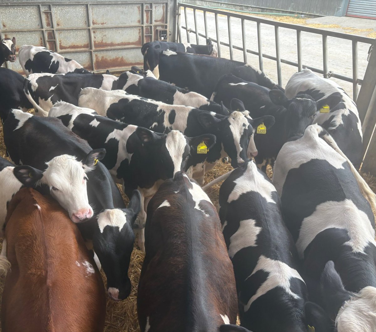 Cat the calf rearer tweet media