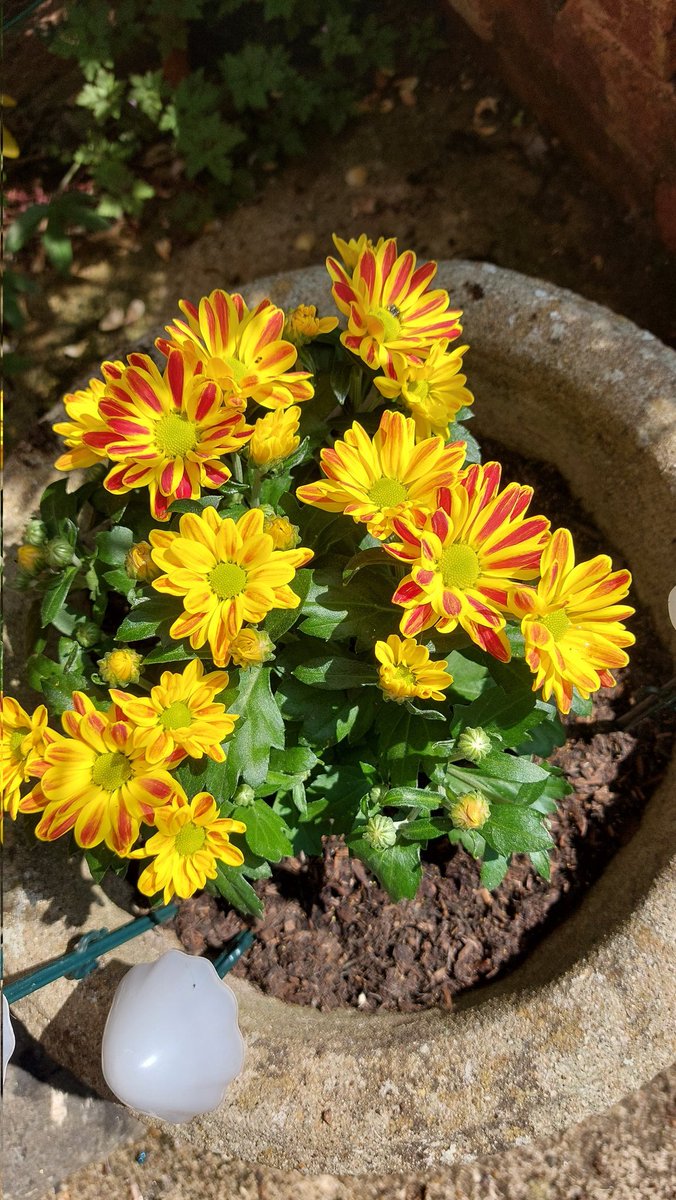 Just1Snap's tweet photo. Bits of my day; Timmytu, sunny flowers, Chantecleer and some of my cacti
#MondayMood #Mondayvibe #CatsOnX #Cockerell #cacti https://t.co/UJC1mtEApz