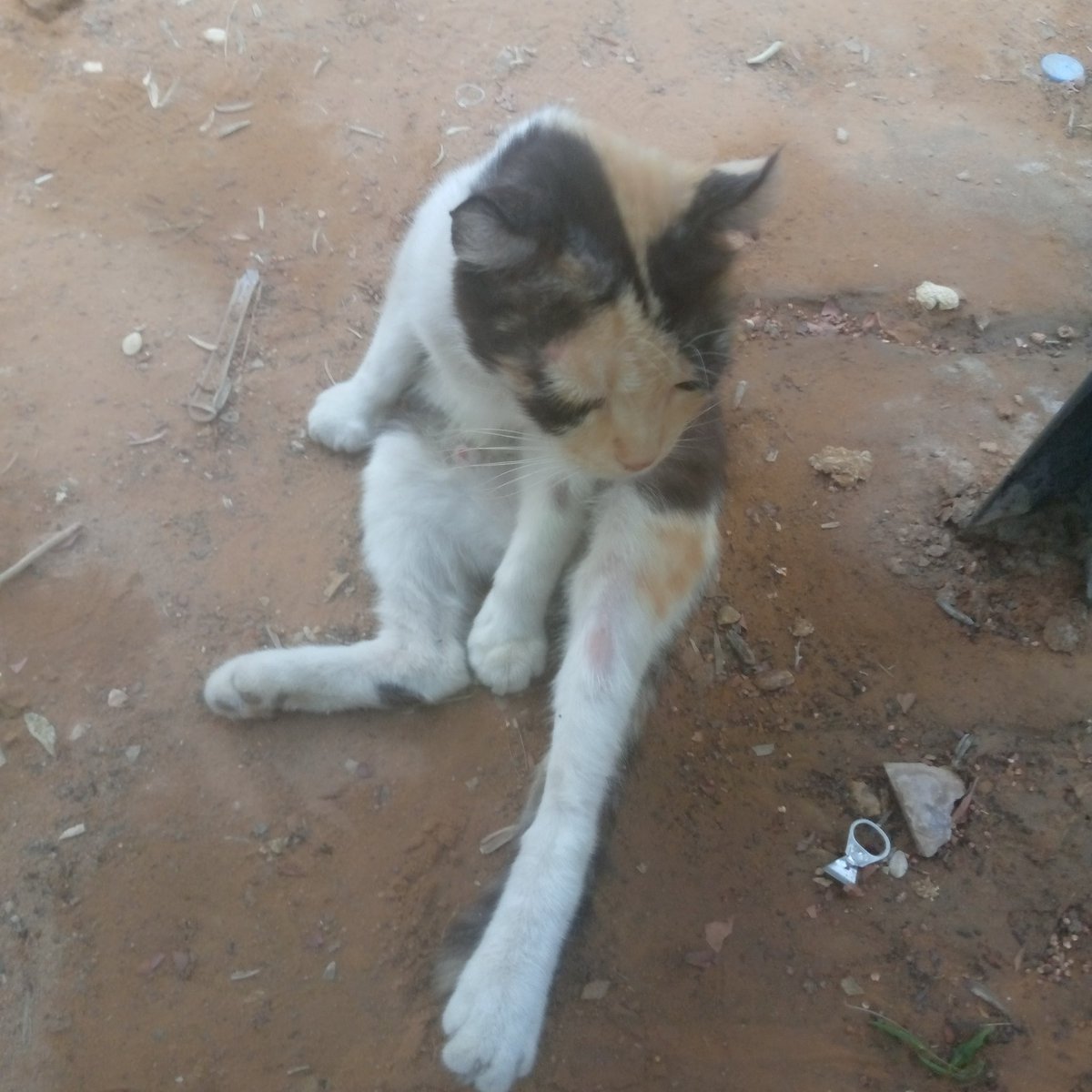 انا وسامية والحديث يطول تسأل عن ولدها قلت لها عندي في الحفظ والصون وعيونه صارت احسن من اول  وباذن الله اخر الاسبوع تشوفيه