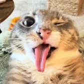 lids_stuff's tweet image. Experimentando con pngtubers y cosas no sé

 twitch.tv/lidsstuff