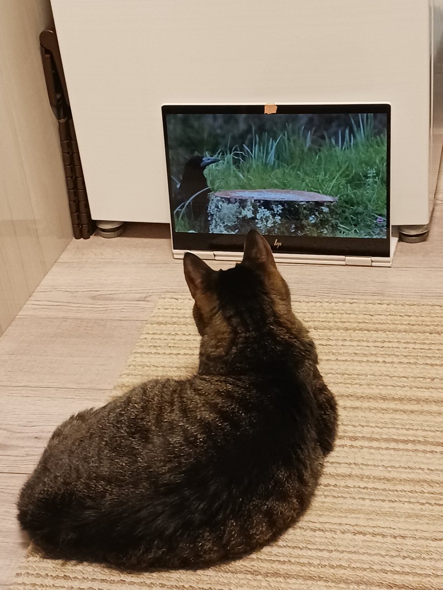 uchinonucco's tweet photo. その後、特等席を独り占め！！

#猫好きさんと繋がりたい https://t.co/3bmG3PM8Aa