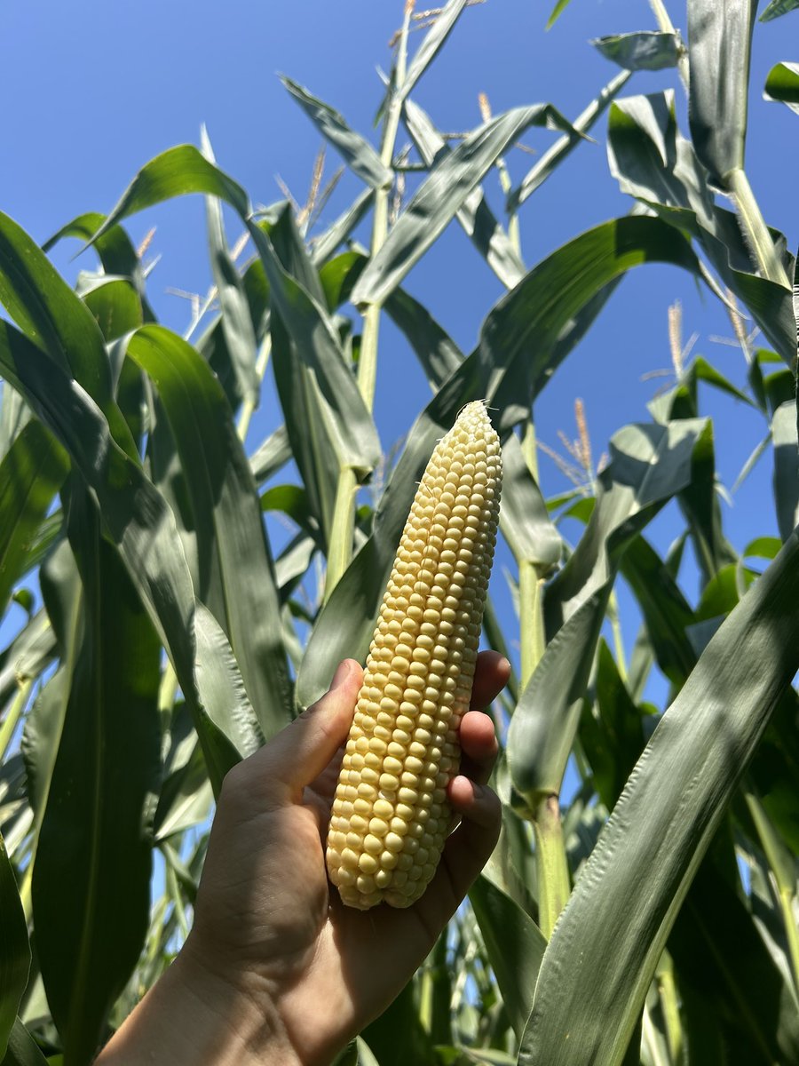 The DKC42-05 at Linbren Farm doesn’t seem to mind this dry heat!