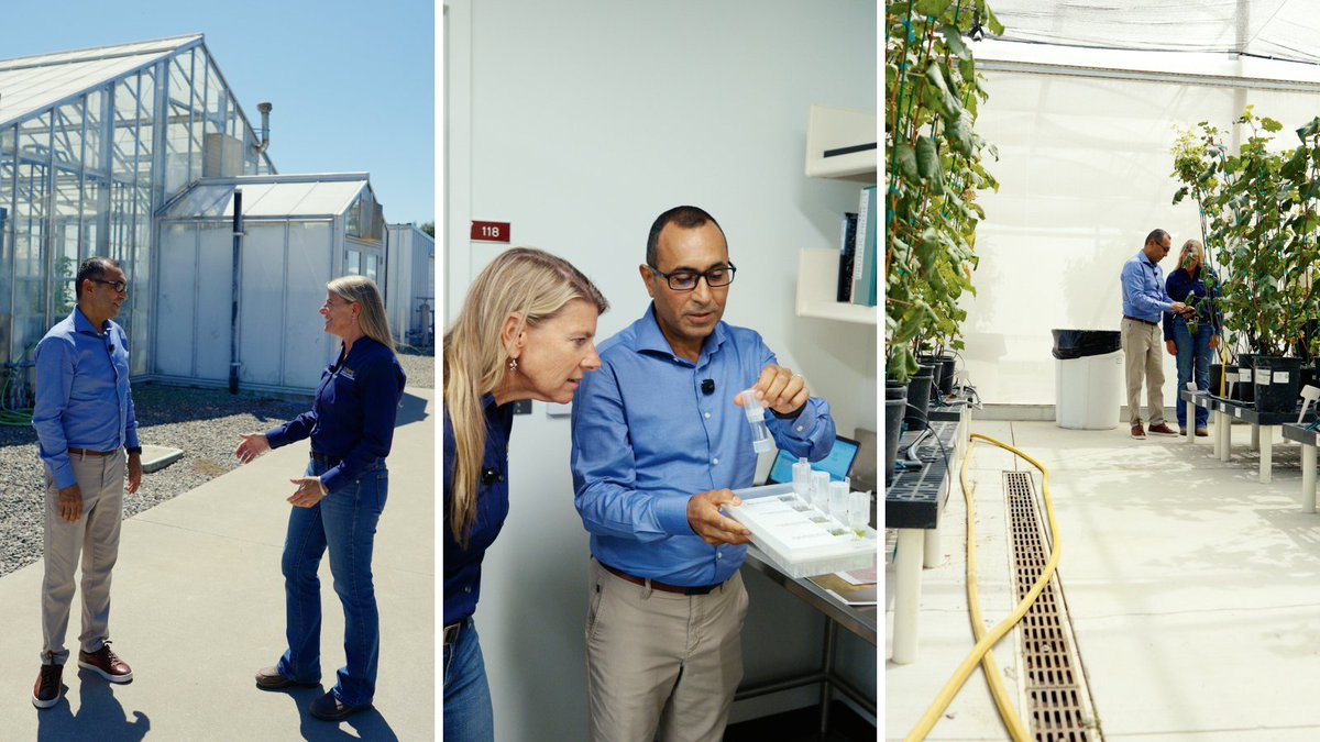 FPSUCDavis's tweet photo. Ashley Stokes, new Dean of @ucdavisCAES visited us last week to learn about FPS.  With Director Al Rwahnih, Dean Stokes toured FPS production facilities and labs. We are happy for this opportunity to welcome Dean Stokes to UC Davis and look forward to working with her. https://t.co/j1dfUBsGLH