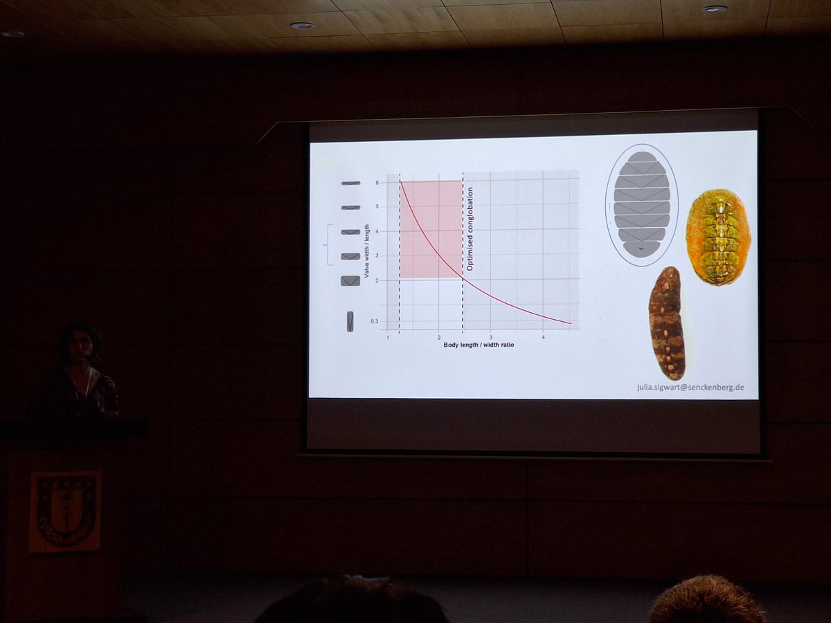 Super funny and interesting talk why most modern citons can curl to a ball by Julia Sigwart <a href="/sigwartae/">Julia Sigwart</a> at #icim6