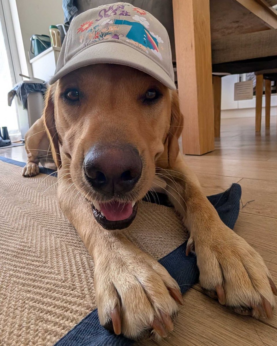 Keep a close eye on your care packages because your four-legged coworkers might just be ready to claim your goodies for themselves 📦 

#LifeAtYelp #FiveStarCareer #YelpWFH #RemoteWork