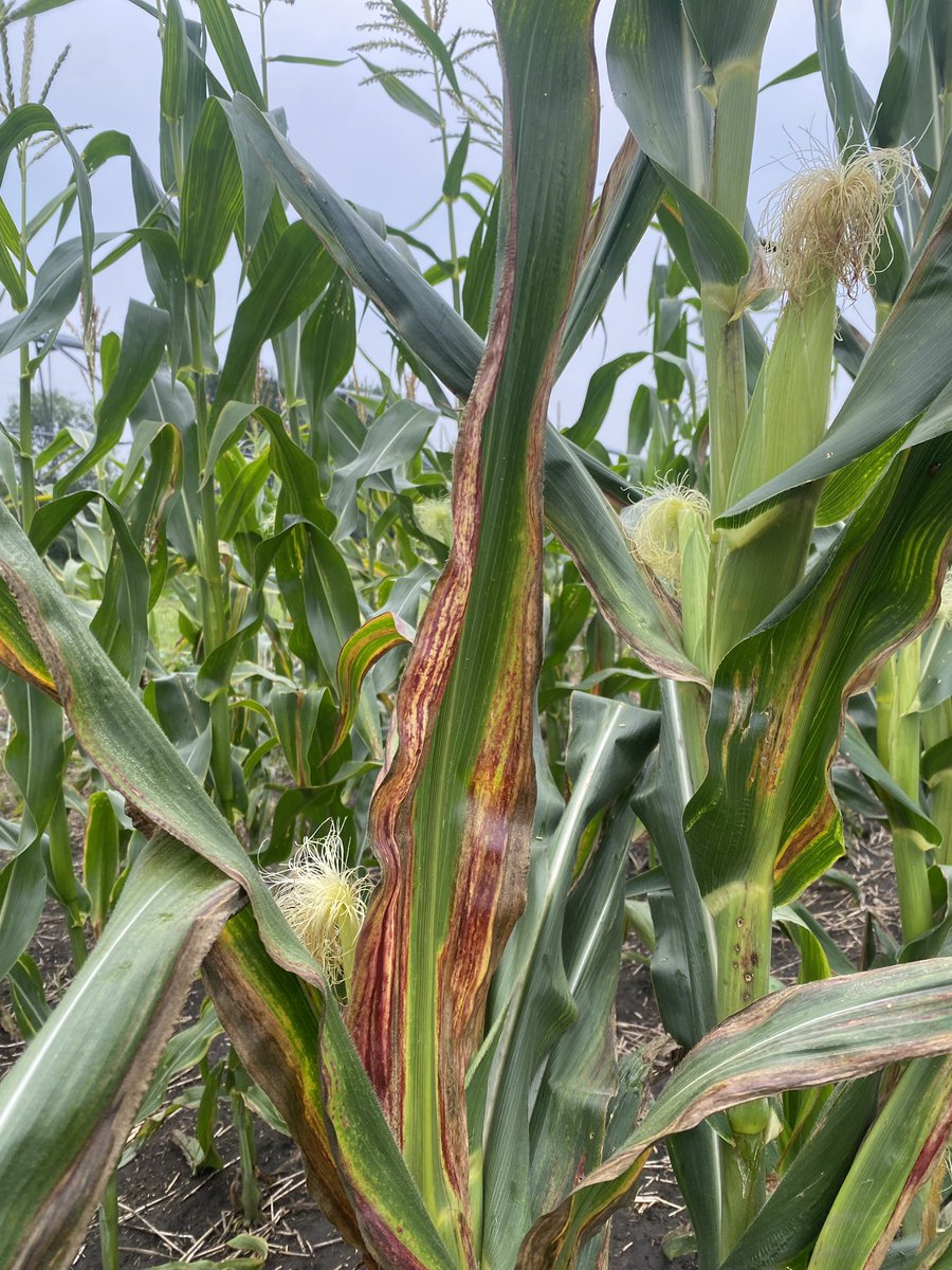Haider_Carberry's tweet photo. Nothing wrong with this corn 🌽
MCDC, @AAFC_Canada and @UM_agfoodsci are testing corn nursery lines for resistance to Goss’s Wilt. Some stand strong, others don’t - and that’s exactly what we’re studying!
Stay tuned for results!
@CropCentres https://t.co/X8Y5QnPS2h