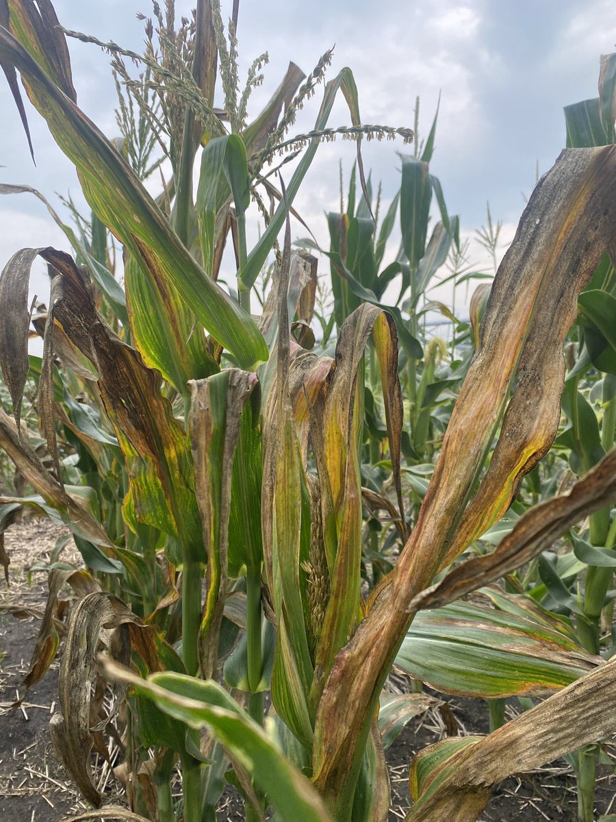Haider_Carberry's tweet photo. Nothing wrong with this corn 🌽
MCDC, @AAFC_Canada and @UM_agfoodsci are testing corn nursery lines for resistance to Goss’s Wilt. Some stand strong, others don’t - and that’s exactly what we’re studying!
Stay tuned for results!
@CropCentres https://t.co/X8Y5QnPS2h