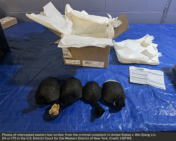 Chinese National Pleads Guilty to Exporting Protected Turtles

Read more: justice.gov/opa/pr/chinese…