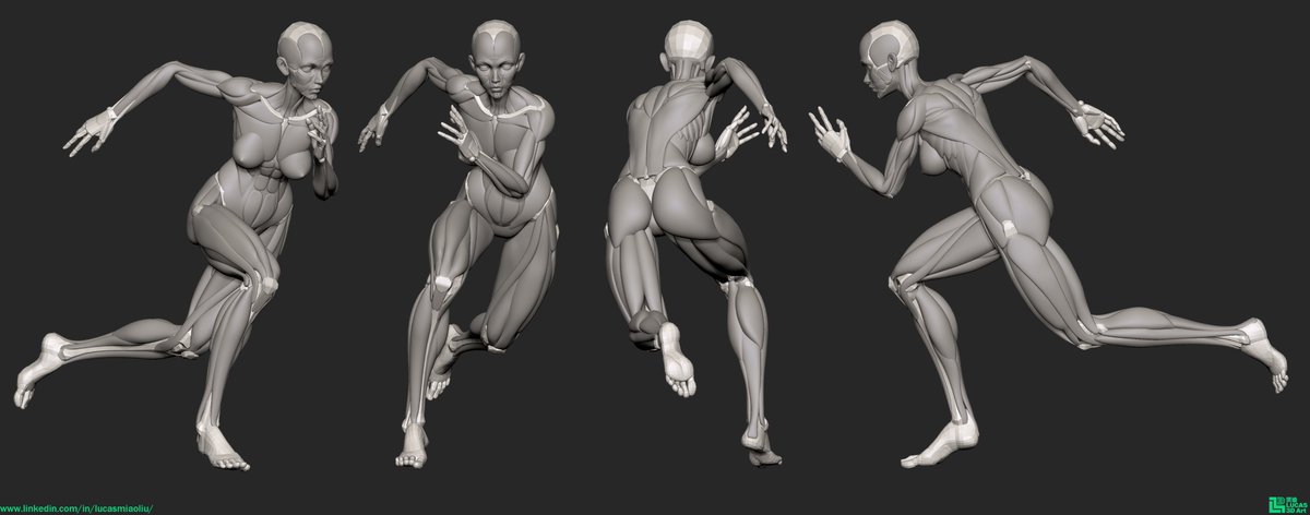 This is the final update for this anatomy project. However, I’m planning to turn this anatomy project into a concrete, fully visualized work. Hope you enjoy it, and thank you for your support!😁