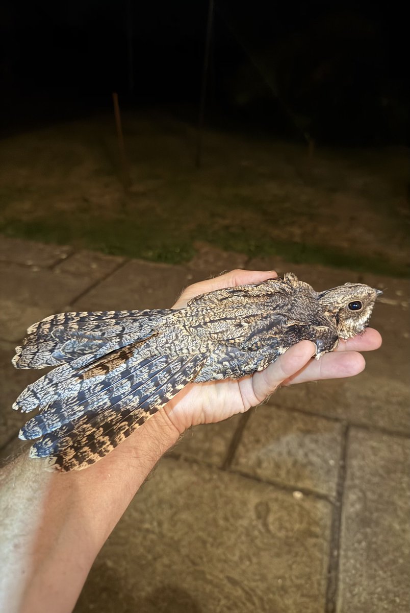 dingodann1's tweet photo. Garden ringing during the last 24 hours has produced a second #Nightjar of the year and the first #TreePipit to be caught here this summer . #BirdRinging #GowerBirds https://t.co/wxd1zjkaqh