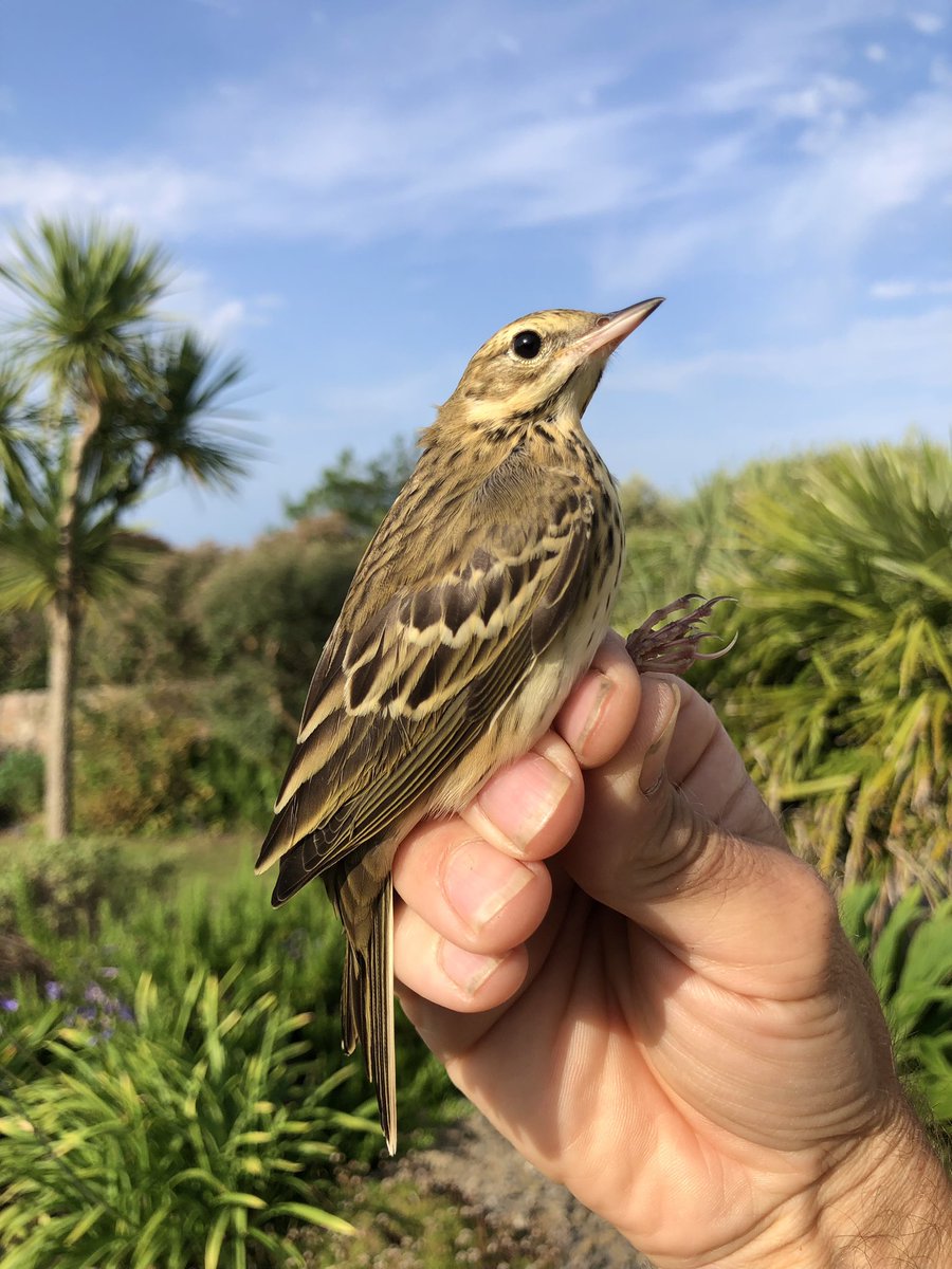 dingodann1's tweet photo. Garden ringing during the last 24 hours has produced a second #Nightjar of the year and the first #TreePipit to be caught here this summer . #BirdRinging #GowerBirds https://t.co/wxd1zjkaqh