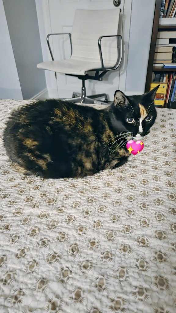 I just got legal approval from VRChat to work on my side project! I'll announce it when I have a bit more to share...

but in the meantime, have a picture of my cat