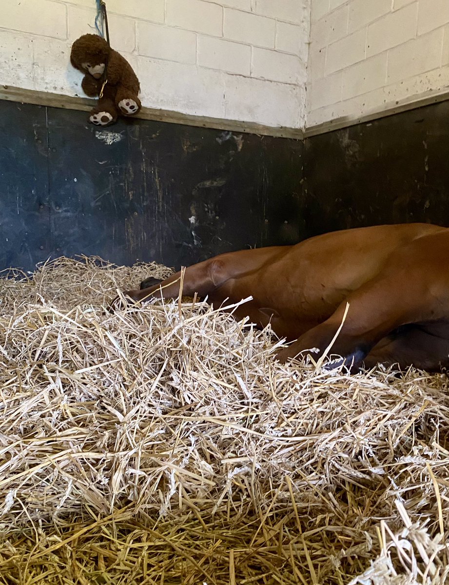 ClothesHorse39's tweet photo. ~Enjoying their day off and having the fans keeping them cool.~🏇🇨🇦💙🤍😴 #Thoroughbreds #Collected #PointOfEntry #Yorkton #MondayMood #Naptime #AfternoonSiesta #MyKids https://t.co/fI27MftNZP