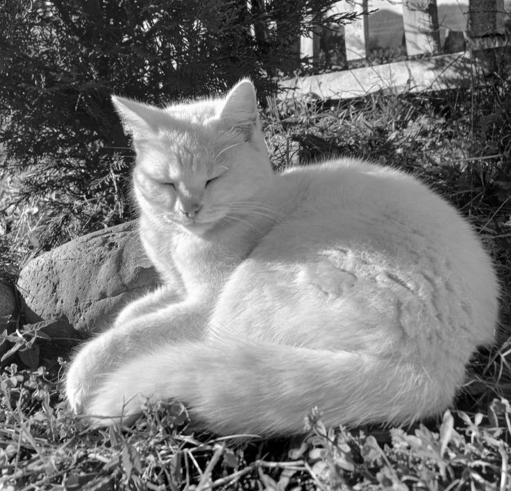 ͏ ͏ ͏ ͏ ͏ ͏ ͏ ͏ ͏ ͏ ͏ 
En effet, une belle créature.
͏ ͏ ͏ ͏ ͏ ͏ ͏ ͏ ͏ ͏ ͏