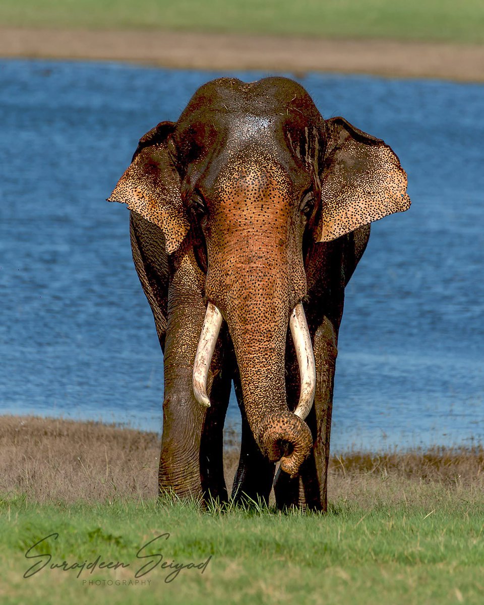 Celebrating the Elephant Gathering - An Iconic Elephant with a Storied Past
DOP: September 2018

#elephantjunglesanctuary #elephantconservation #saveelephants #elephant 
#elephants #elephasmaximus #asianelephant #tusk #elephantbaby
#babyelephants #elephantsofinstagram
