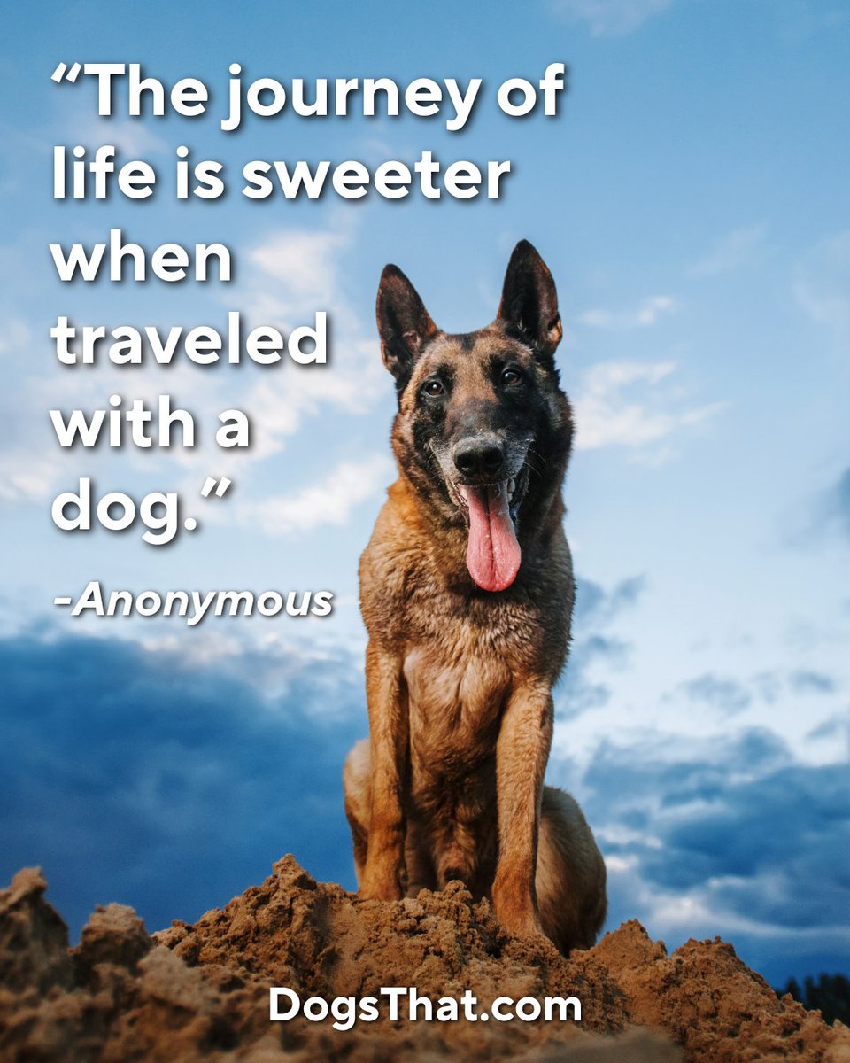 susangarrett's tweet image. The journey of life is sweeter when traveled with a dog 🐶 🥰 #dogsthat #susangarrett #quotes #lovedogs #dogowners #Doglovers
