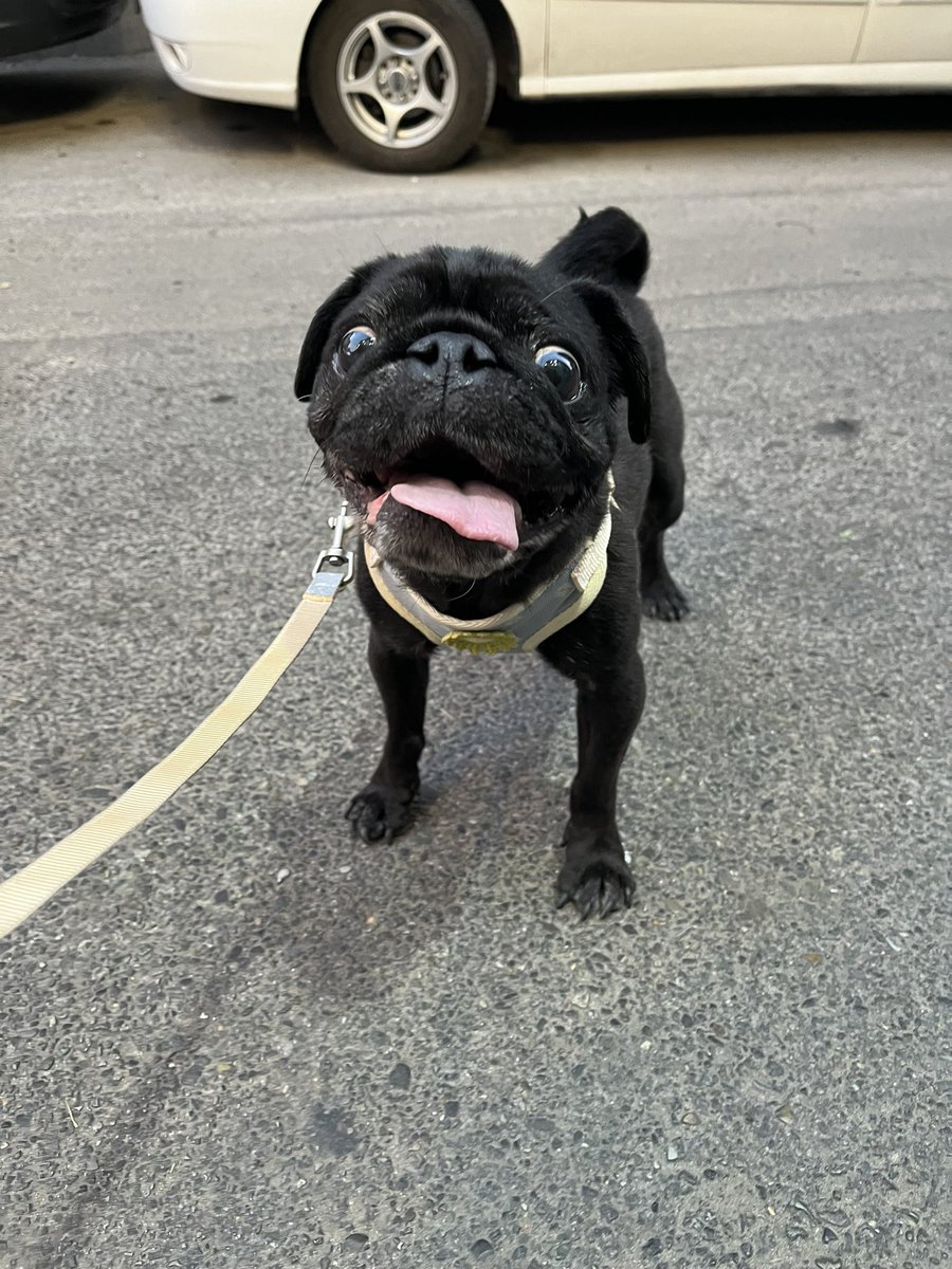 I got a new harness set with flowers on it. Mama says I’m a good boy like a flower, so now I have a flower harness just like me.