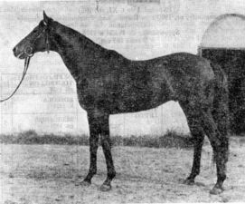 HORSERACING1002's tweet photo. CONOR PASS๐ฌ๐ง1970
(TIEPOLO II -,WINFIELD LILY BY HARD TACK)
#ConorPass
B/ Promotional Holdings Corporation ๐ฌ๐งFebruary 28, 1970
O/ Rita Moore
T/ Kevin Prendergast
29-7-10-2----ยฃ26,241
Irish Chorus S, Irish St Leger G1, Hennessy H, Player-wills S G2
2nd Mullion S, Probationers S, Burmah-Castrol Trophy, Hardicanute S, Blandford S G2,
3rd Railway S G3, Desmond S G3,
Stood in Poland ๐ต๐ฑ Sired Dzudo, Maracana, Dixieland, Dawinia, Gamza, Humus, Ostka, Romantica,
Died 1988