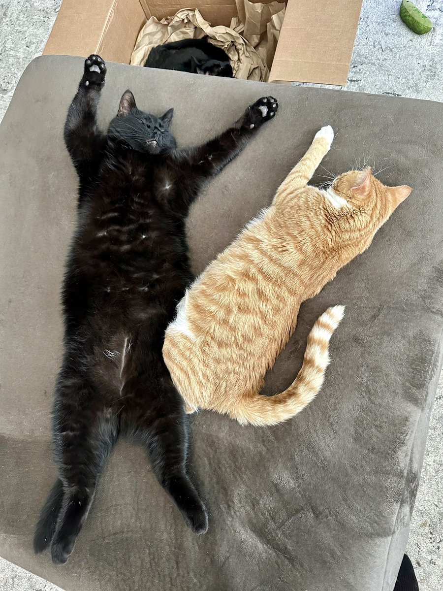 MrKitterstheCat tweet media