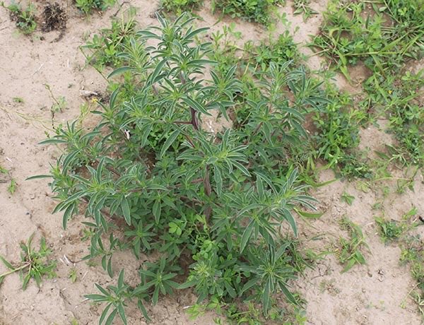 Have a field with kochia in Manitoba?
I’m looking for samples for testing for Group 14–resistance. 📩 DM me for details.