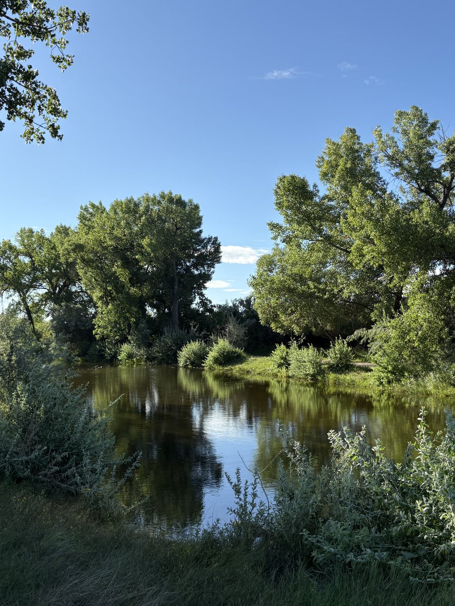 HatLawnBowler's tweet photo. Monday morning. #summerinalberta #sharethetrailmh #southsaskatchewanriver #medhat #ohdeer https://t.co/fazRgwycBt