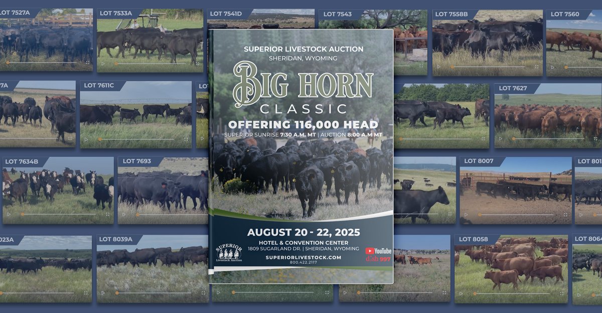 Big runs. Big country. Superior's Big Horn Classic is almost here.
August 20–22 116,000 head will be offered to the nation’s largest buyer base.

📍 Be there in person in Sheridan, WY
💻 Or watch it all live at SuperiorLivestock.com

The catalog’s live, start making your picks