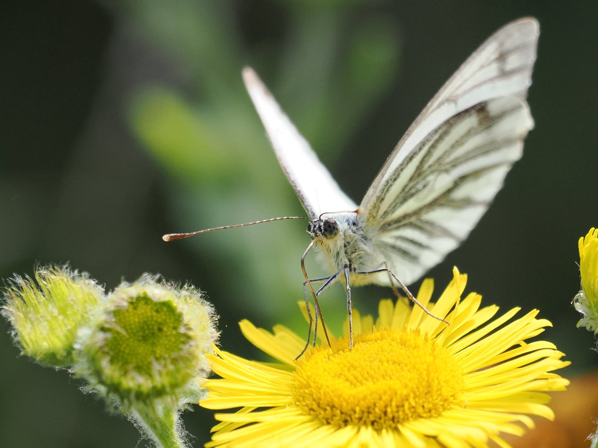 Green-veined White, feeding on Corn Marigolds.  Penlee, Cornwall.
<a href="/Cornwall_BC/">Cornwall Butterfly Conservation</a> <a href="/savebutterflies/">Butterfly Conservation 🦋</a> #insects #butterflies