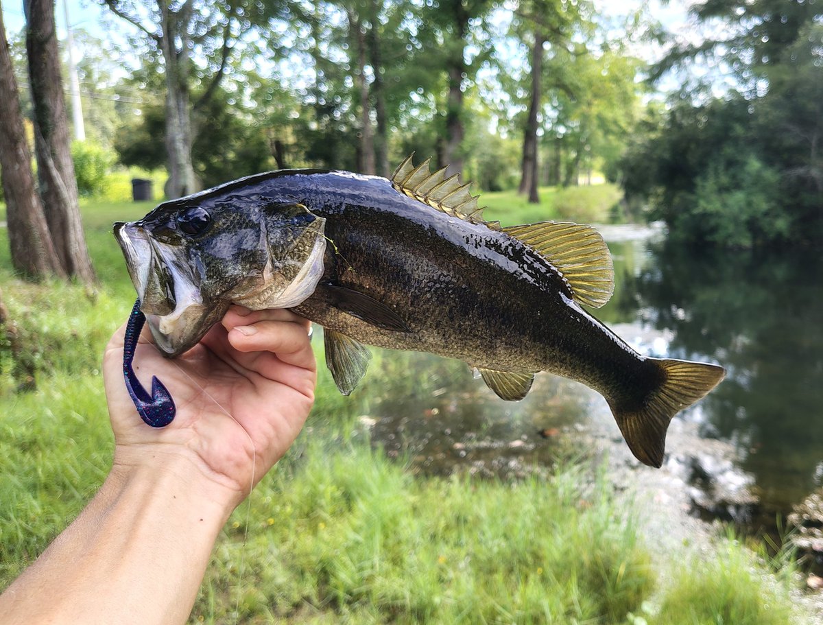 Southern Fried StoNerD tweet media