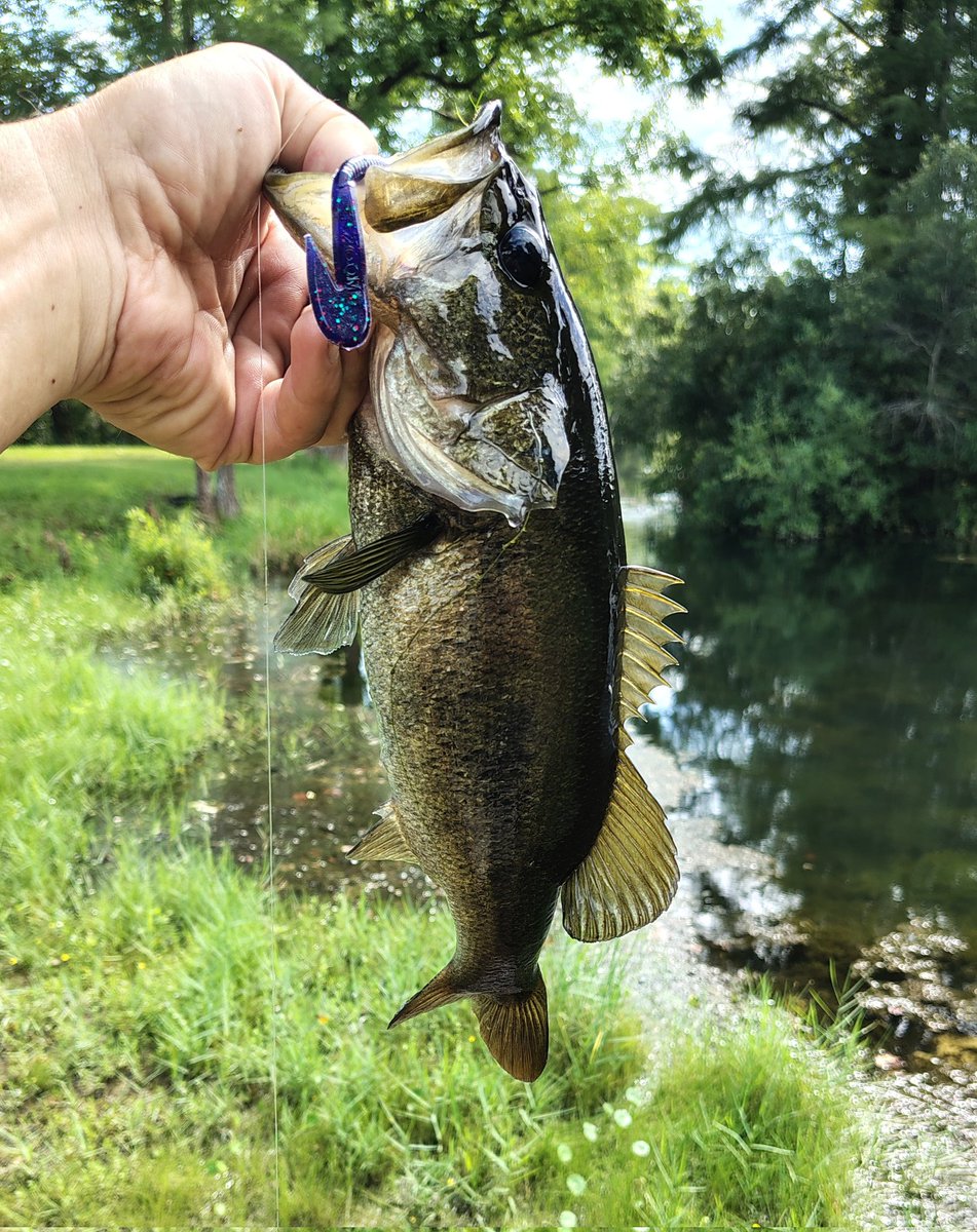 Southern Fried StoNerD tweet media