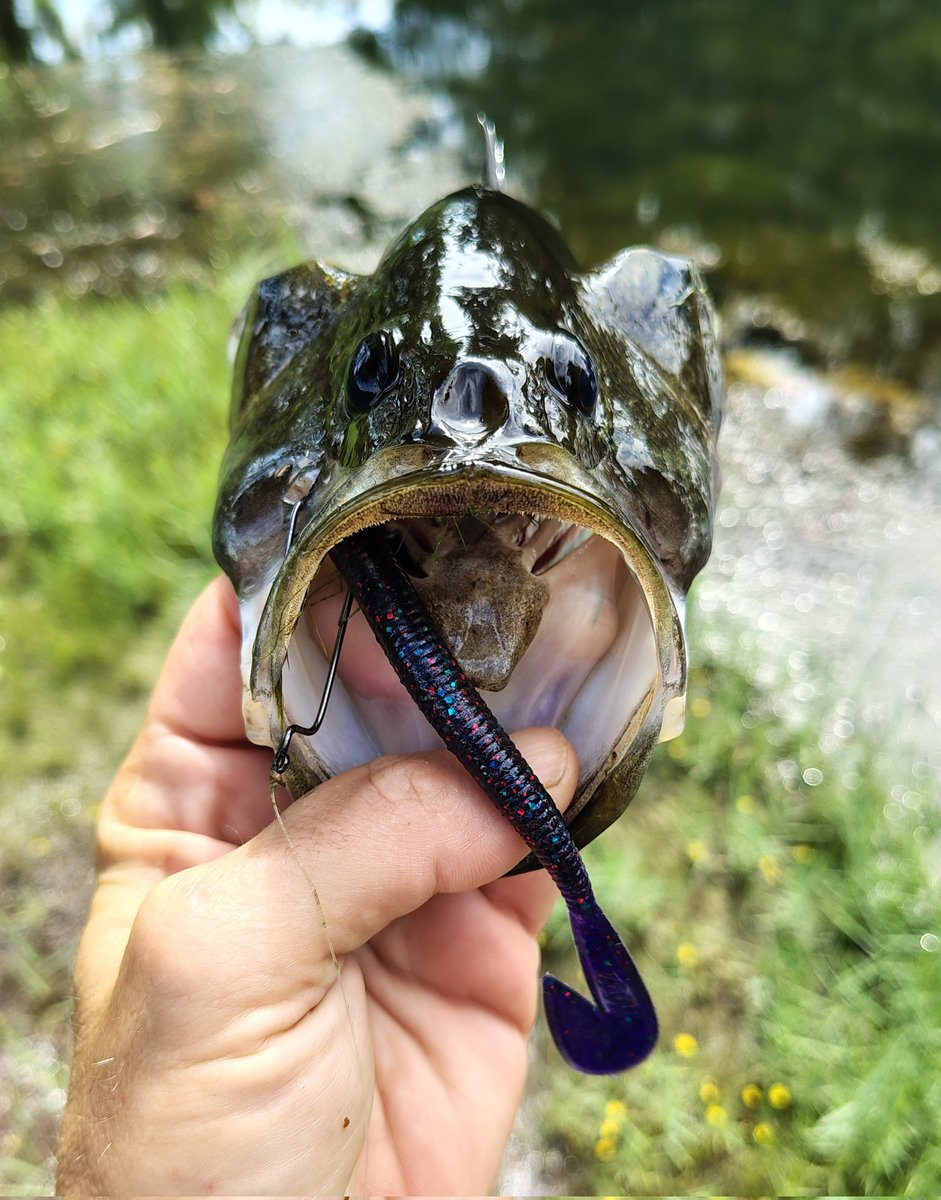 Southern Fried StoNerD tweet media