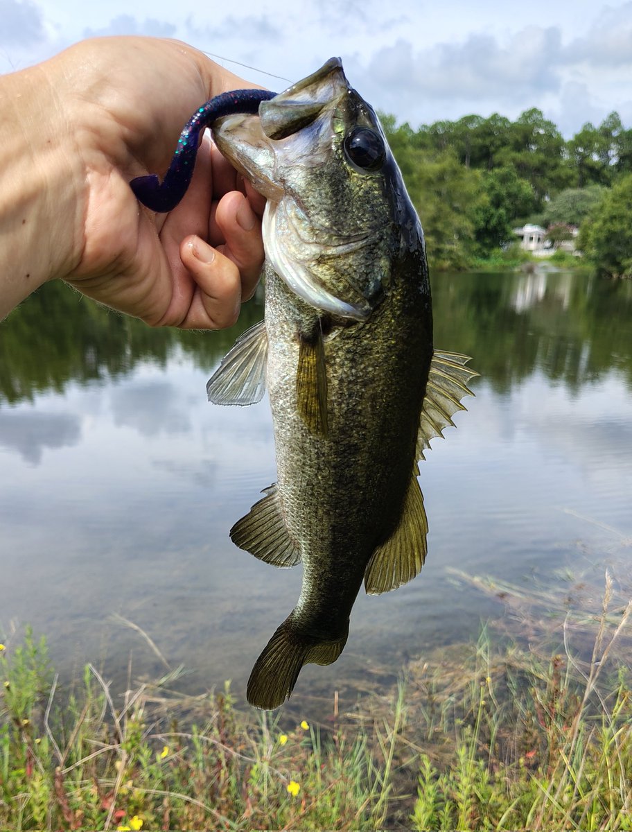 Southern Fried StoNerD tweet media